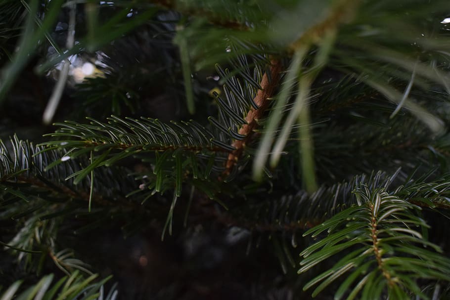 trees, xmas, christmas, winter, cold, plant, growth, close-up HD wallpaper