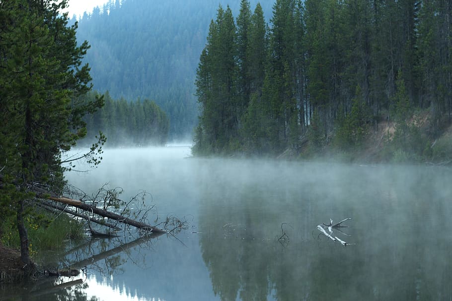lake, forest, trees, water, plant, reflection, beauty in nature HD wallpaper