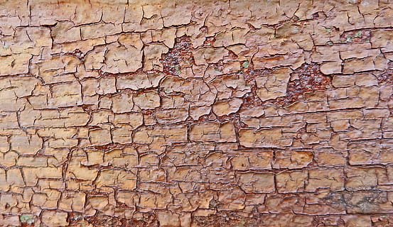 soil, ground, rock, texture, mud, wood, wall, rust, tree, plant HD wallpaper