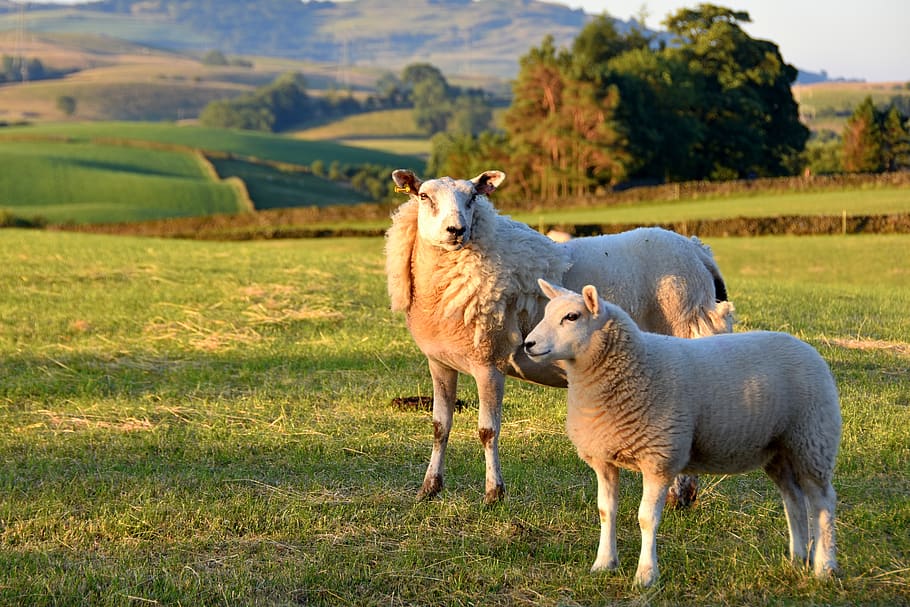 sheep, meadow, lambs, mammal, group of animals, domestic animals HD wallpaper