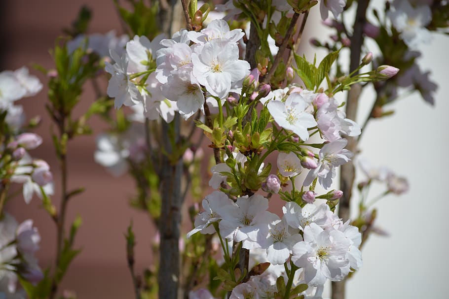 blossom, bloom, flowers, spring, summer, botanical, garden HD wallpaper