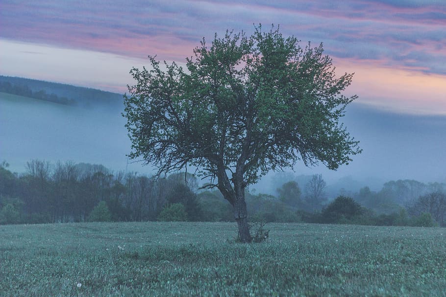 grass, tree, nature, plant, outdoors, hungary, tornabarakony HD wallpaper