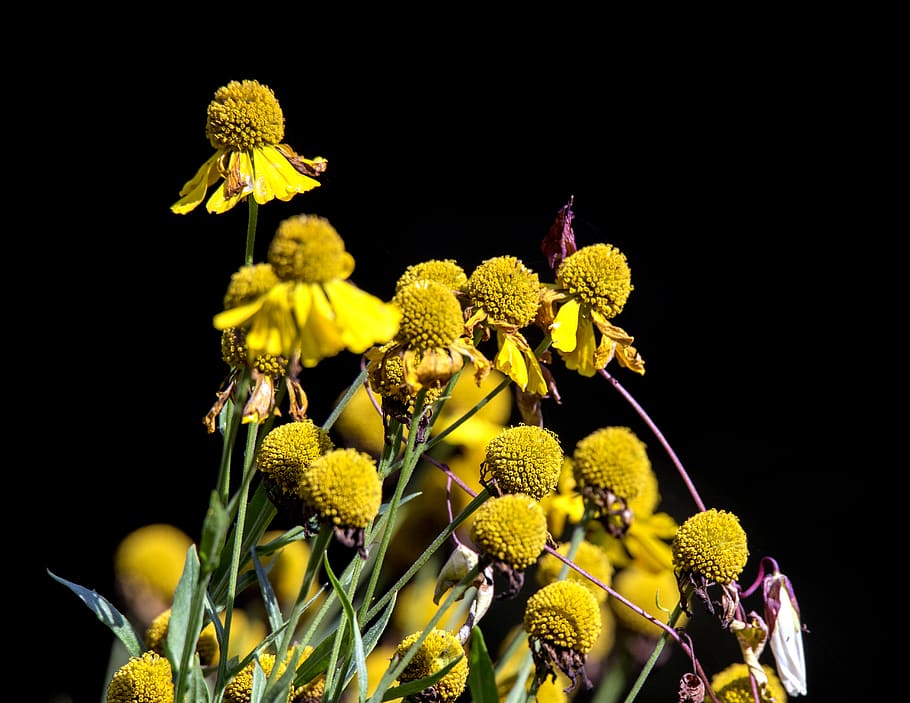 flower, yellow, shadow, dark, flowering plant, freshness, vulnerability HD wallpaper