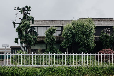 Municipal greenery, flora, leaf, leaves, spring, Italy, may, hedge HD wallpaper