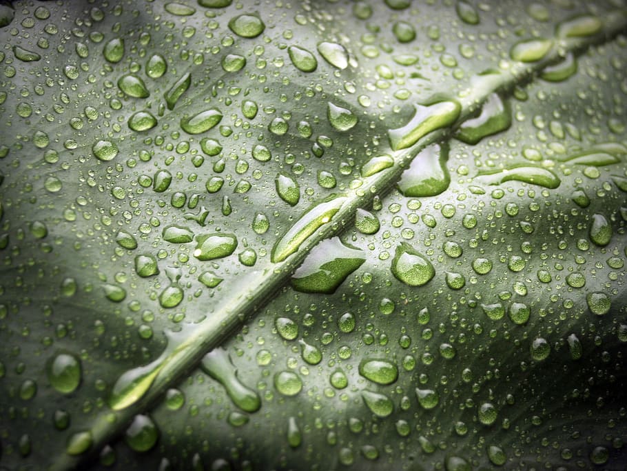 Water Droplets on Green Leaf, close-up, dew, dewdrops, macro HD wallpaper