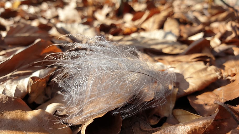 wedge, down, wind, easy, leaf, plant part, dry, leaves, close-up HD wallpaper