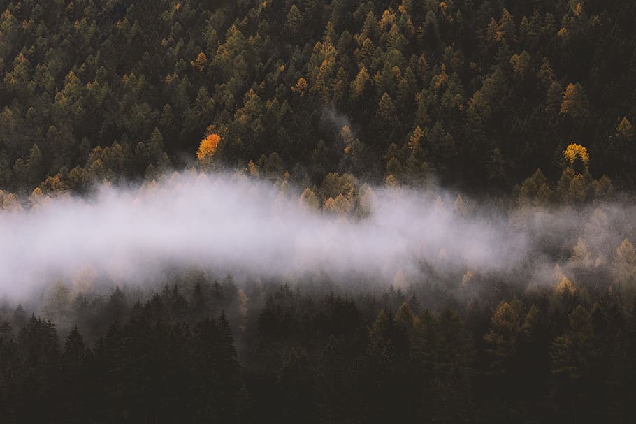 white clouds above the pine trees, autumn, mist, foggy, fall