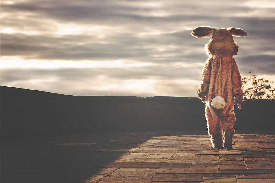 rabbit, hare, bunny, costume, animal, easter, whimsical, funny HD wallpaper