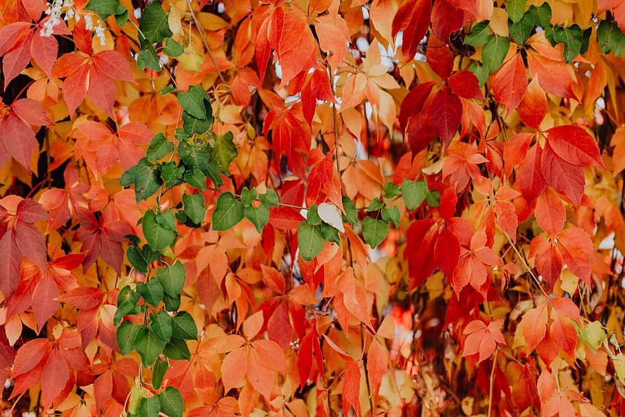 Colorful vines leaves in the park, plant part, leaf, autumn, change HD wallpaper