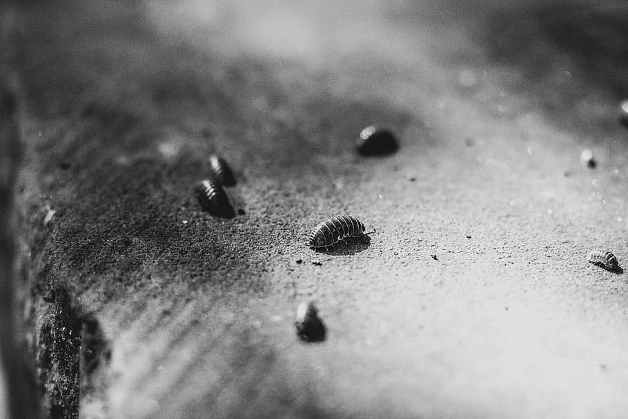 united states, austin, bug, roly poly, close up, nature, selective focus HD wallpaper