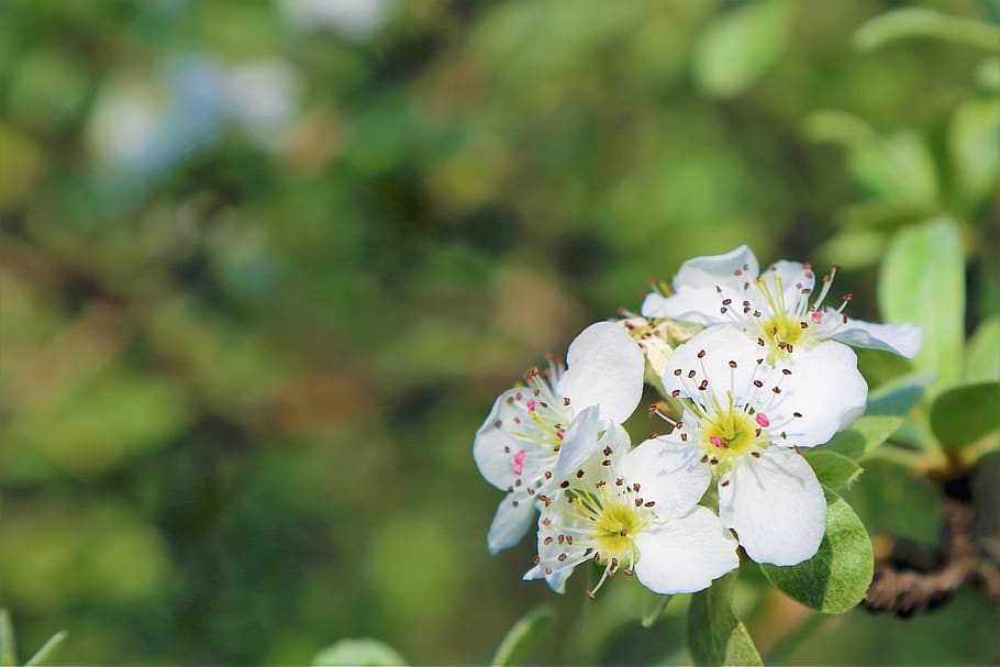 flower, spring, tree, branch, nature, plant, white, beautiful HD wallpaper