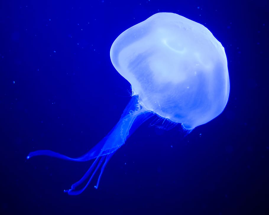 jellyfish, medusa, sea nettle, underwater, aquatic, marine, HD wallpaper