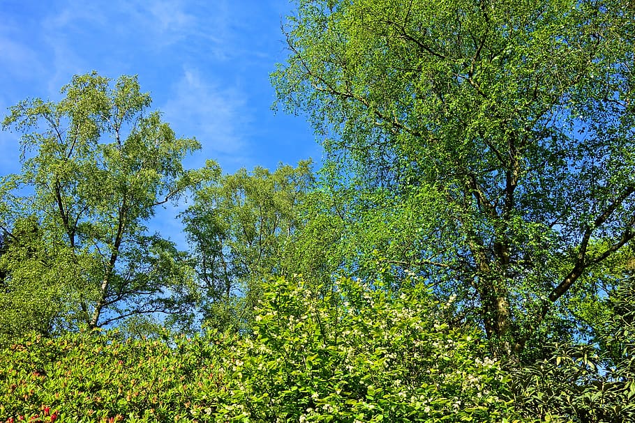 tree top, branch, foliage, wood, spring leaves, new green, spring green HD wallpaper
