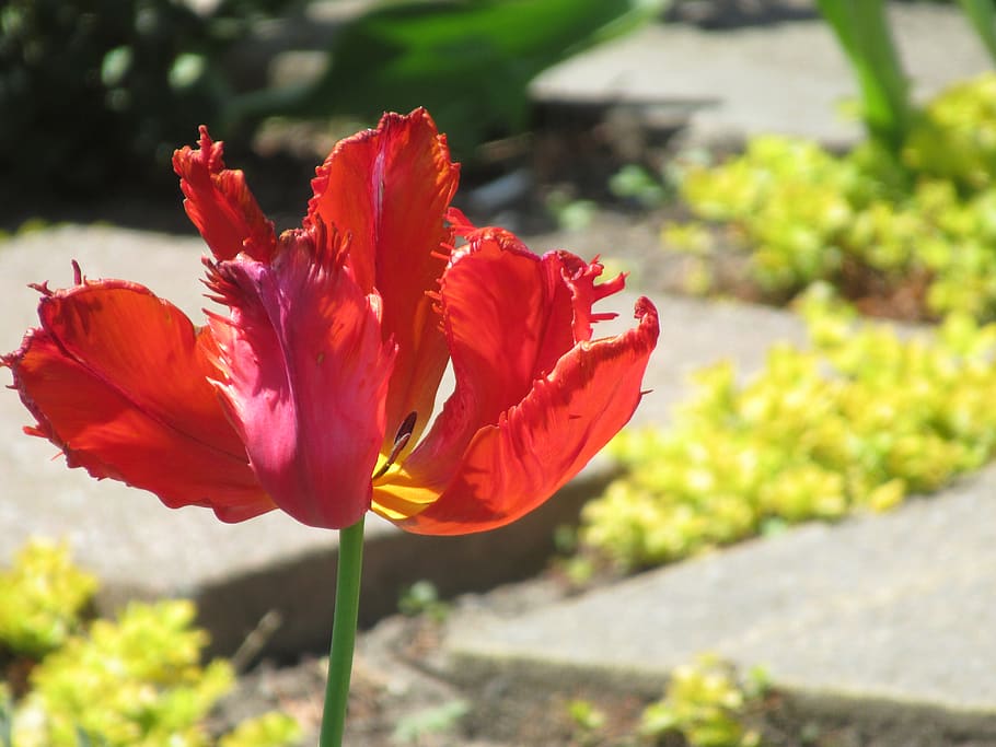 nature, spring, colors, tulips, grass, shadows, city, flowering plant HD wallpaper