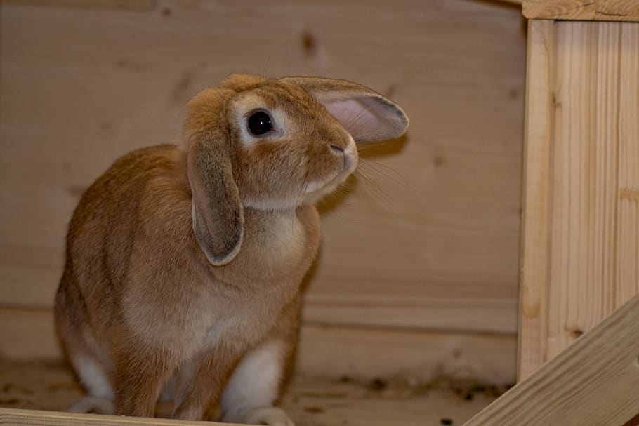 rabbit, hare, animal, cute, fur, furry, sit, bunny, animal themes HD wallpaper