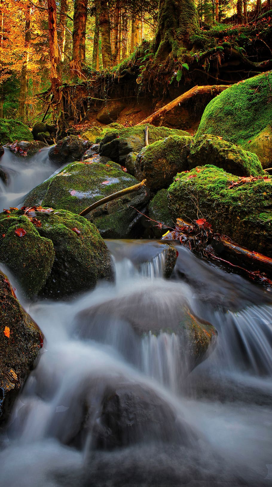 river, creek, branch, background, forest, tree, leaves, moss HD wallpaper