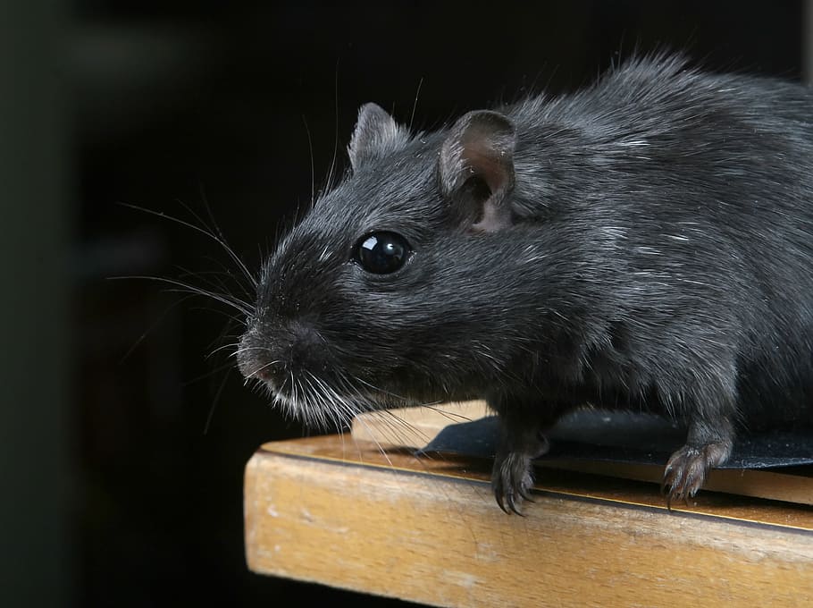 mouse, mice, animal, fast, quick, black, mammal, one animal HD wallpaper