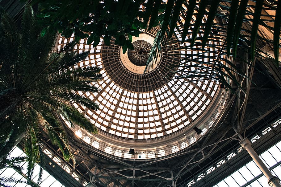 building interior, ceiling, plant, looking up, leaf, leaves, interior design HD wallpaper