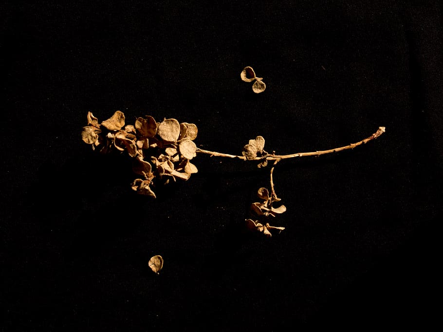 flower, floral, flat lay, flatlay, leaves, nature, dried flowers HD wallpaper