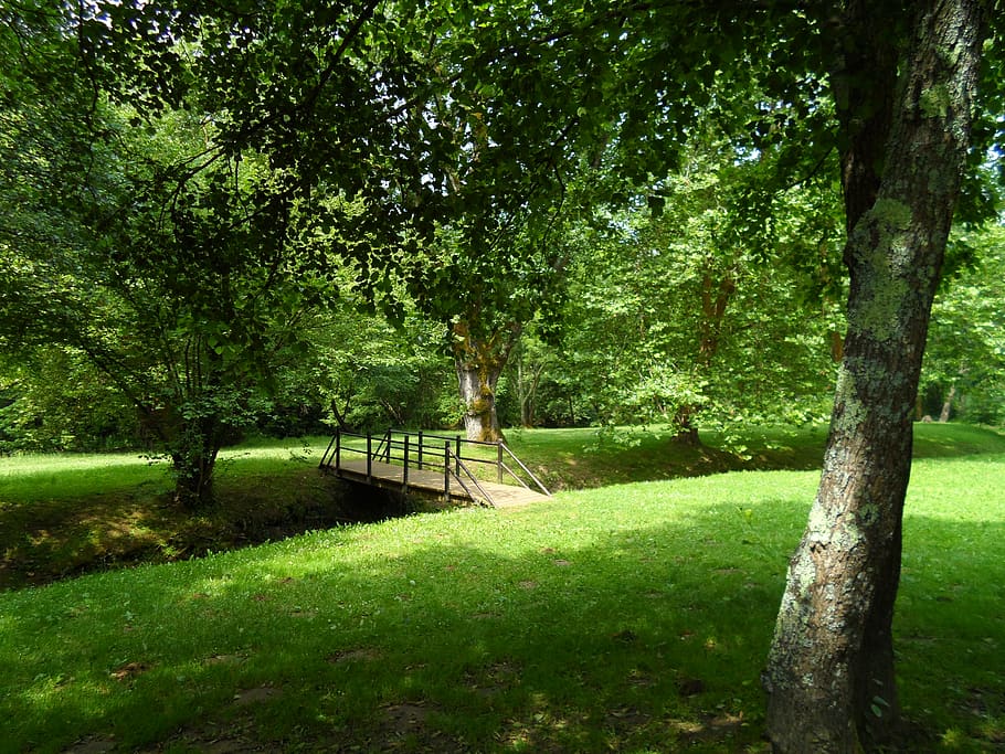 spain, basque country, forest, green, trees, alone, peace, leaves HD wallpaper