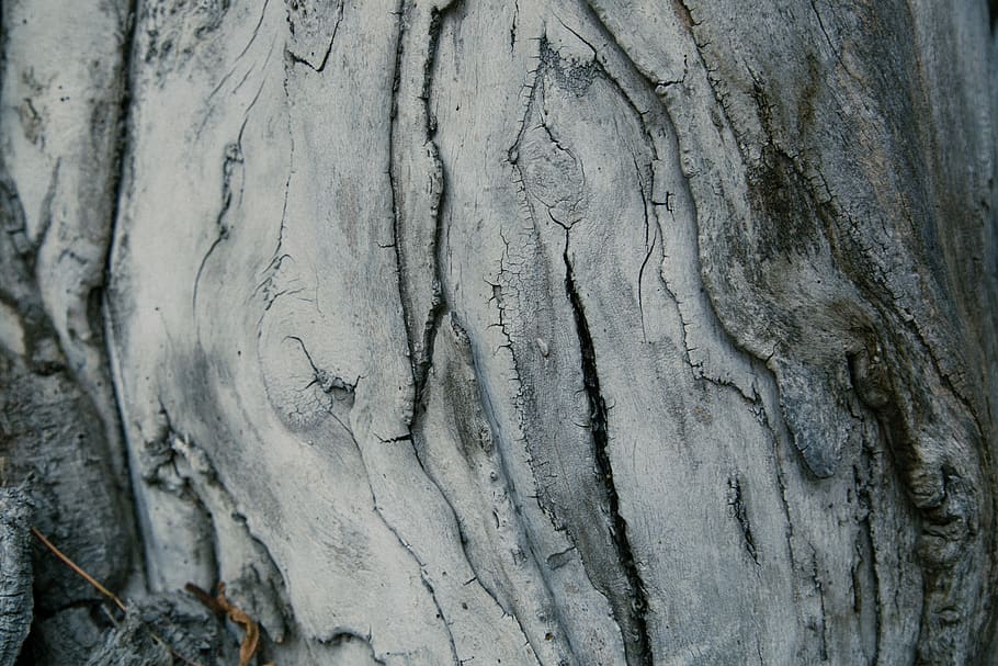 russia, kazan, bark, tree, gap, old, trees, textured, tree trunk HD wallpaper