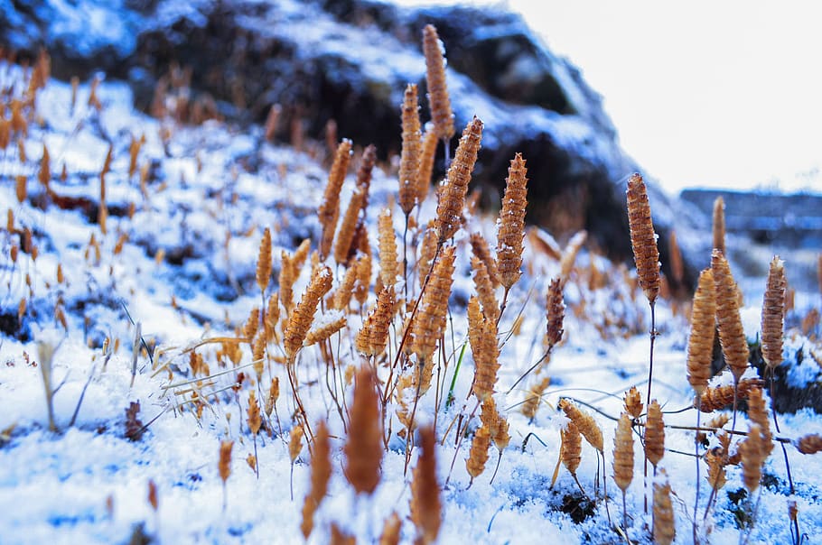 Wheat Plant Cover by Snow, close-up, cold, grass, winter, cold temperature HD wallpaper