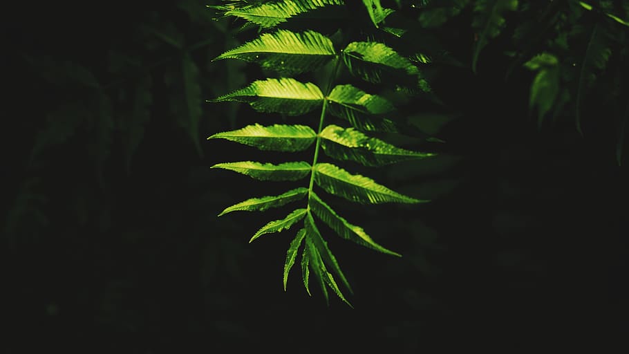 light, black, leaf, plant part, green color, growth, nature HD wallpaper