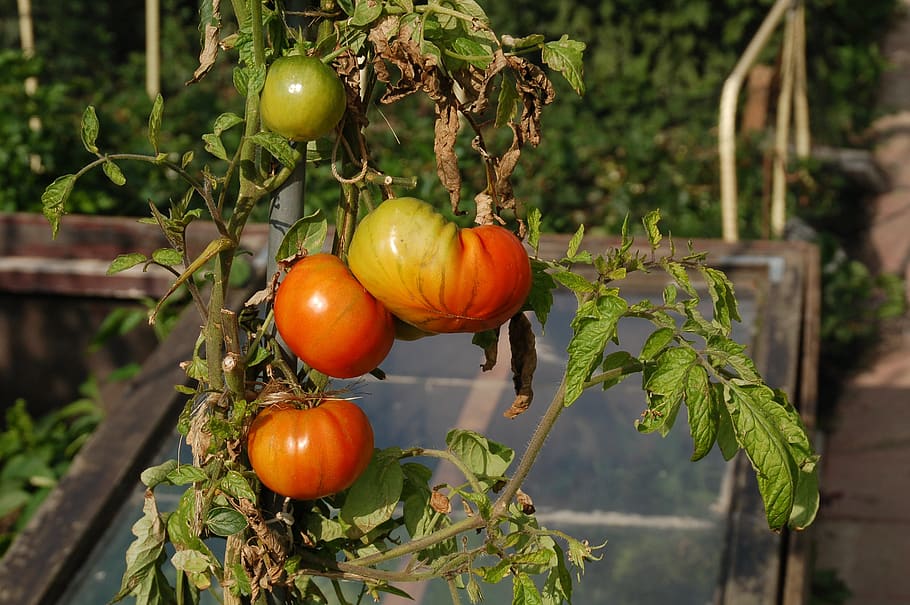 tomatoes, allotment, growth, development, red, green, cash HD wallpaper