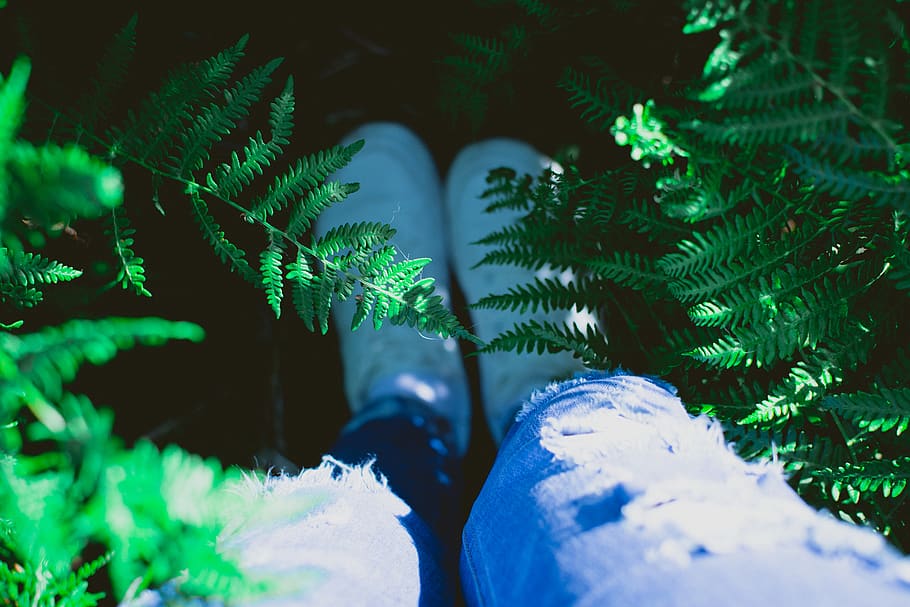 Pair of White Socks, blur, bright, colors, daylight, fern, high angle shot HD wallpaper