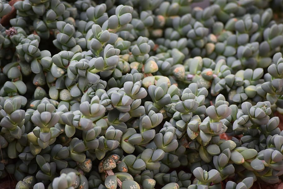 succulent, leaves, green, pattern, solid, plant, nature, nice HD wallpaper