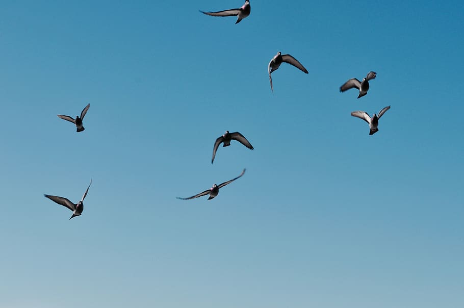 sky, bird, fly, flying, flying bird, wing, flight, animal themes HD wallpaper