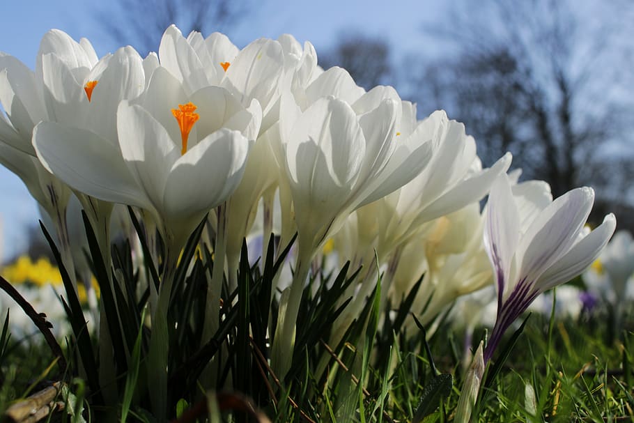 crocus, white, flower, spring, nature, spring flower, blossom HD wallpaper