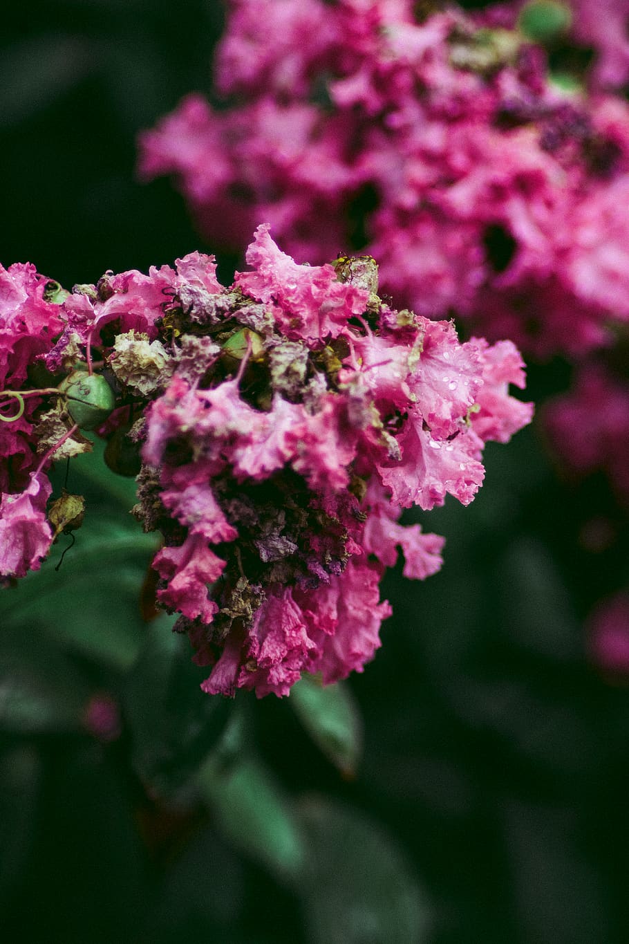 wallpaper, vibe, texture, nature, flower, flowering plant, vulnerability HD wallpaper