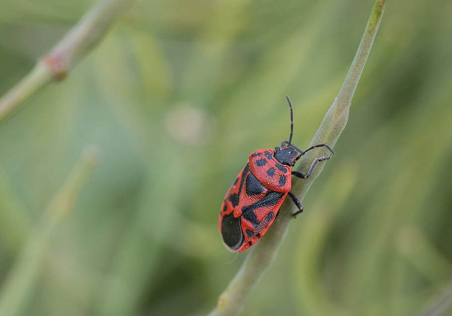 beetle, bug, insect, macro, animal, close up, insect photo HD wallpaper