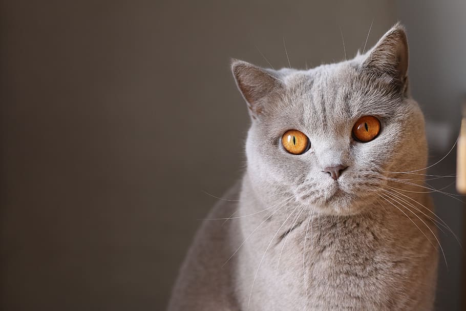 rules of third photography of orange-eyed gray cat, pets, domestic cat, HD wallpaper