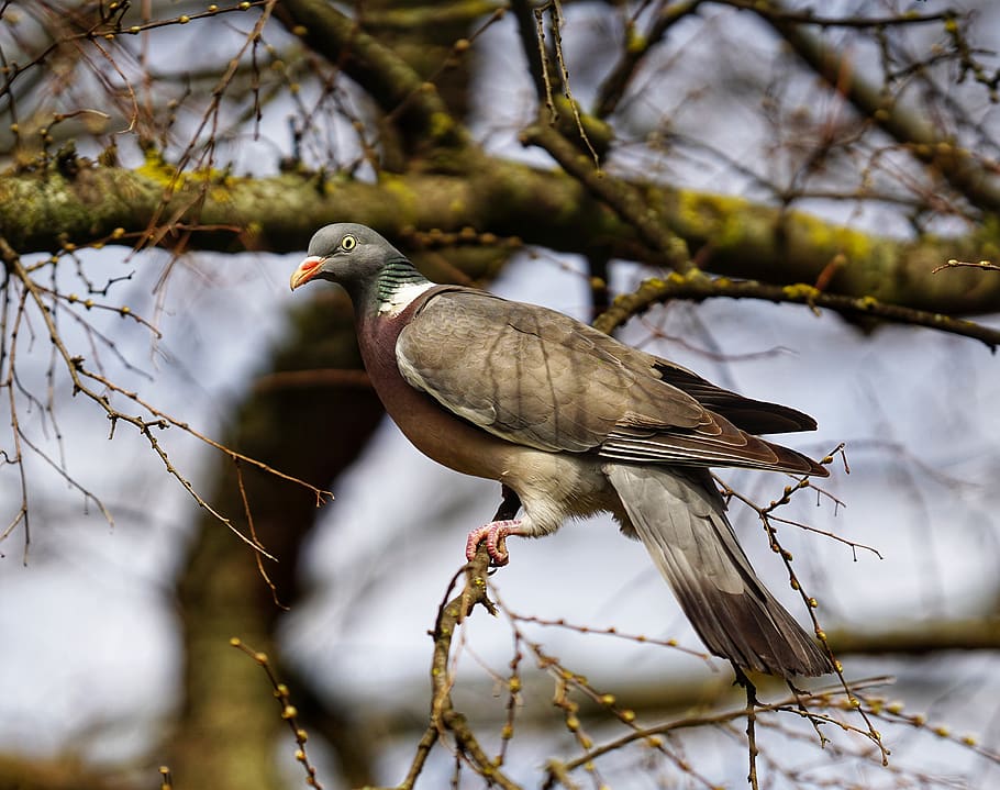 pigeon, tree, nature, branch, wild, natural, bird, vertebrate HD wallpaper