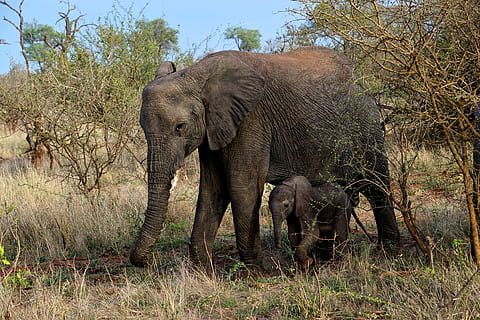 gray elephants near tree, animal, wildlife, mammal, south africa HD wallpaper