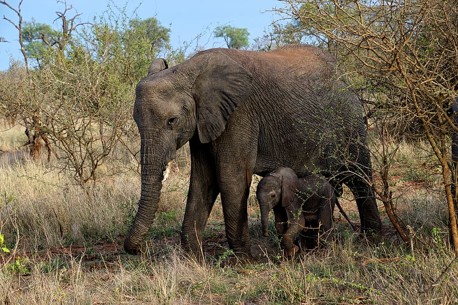 gray elephants near tree, animal, wildlife, mammal, south africa HD wallpaper