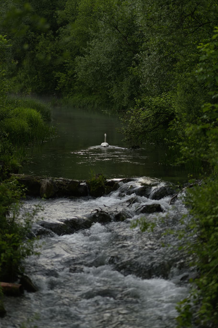 swan galloping on river wallpaper, water, plant, tree, motion HD wallpaper