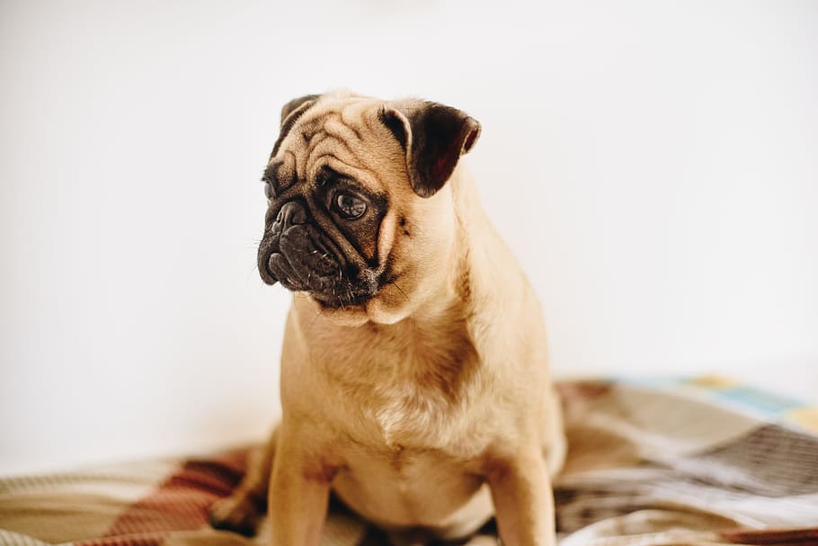 adult fawn pug sitting on couch, dog, pet, sad, cute, indoor HD wallpaper