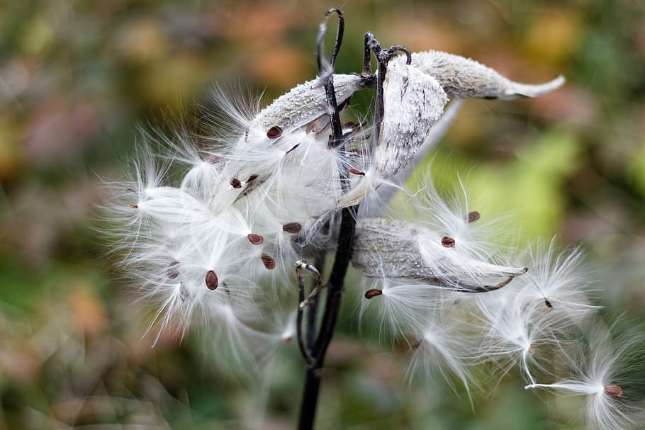 milkweed, pods, seeds, fluffy, fragility, plant, vulnerability, HD wallpaper