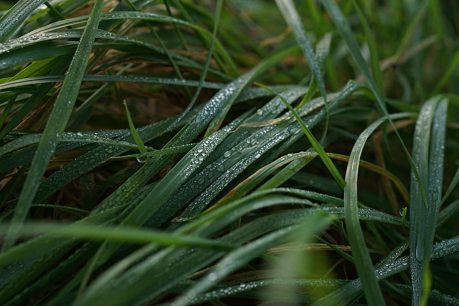 garden, green, rain, bubble, spread, grass, macro, nature, water HD wallpaper