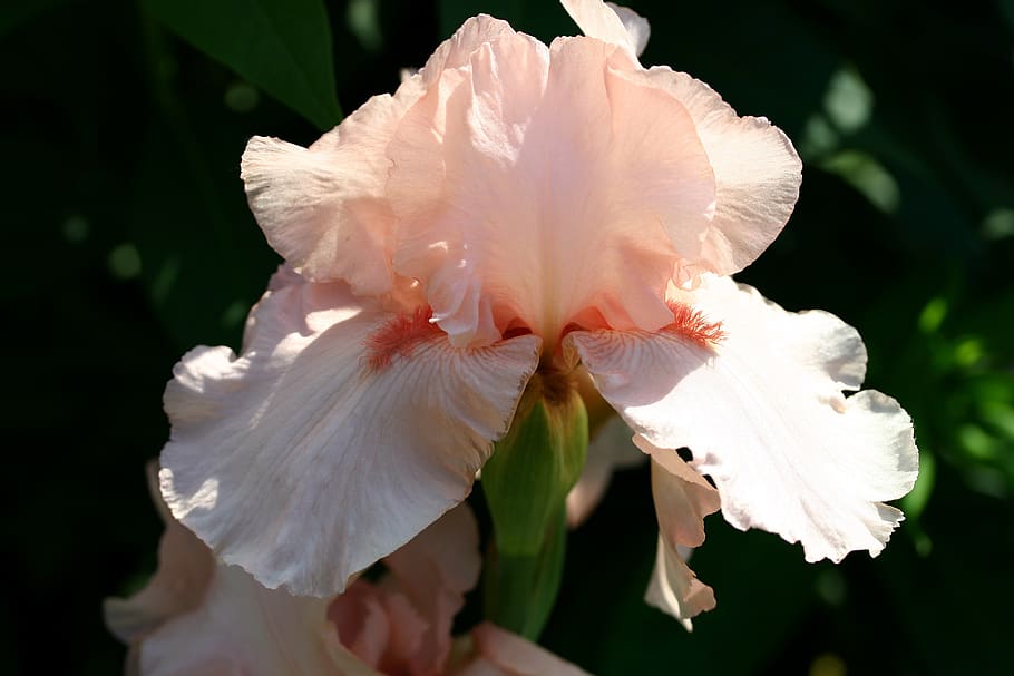 iris, flower, close up, petal, garden, iris flower, flora, blossomed HD wallpaper