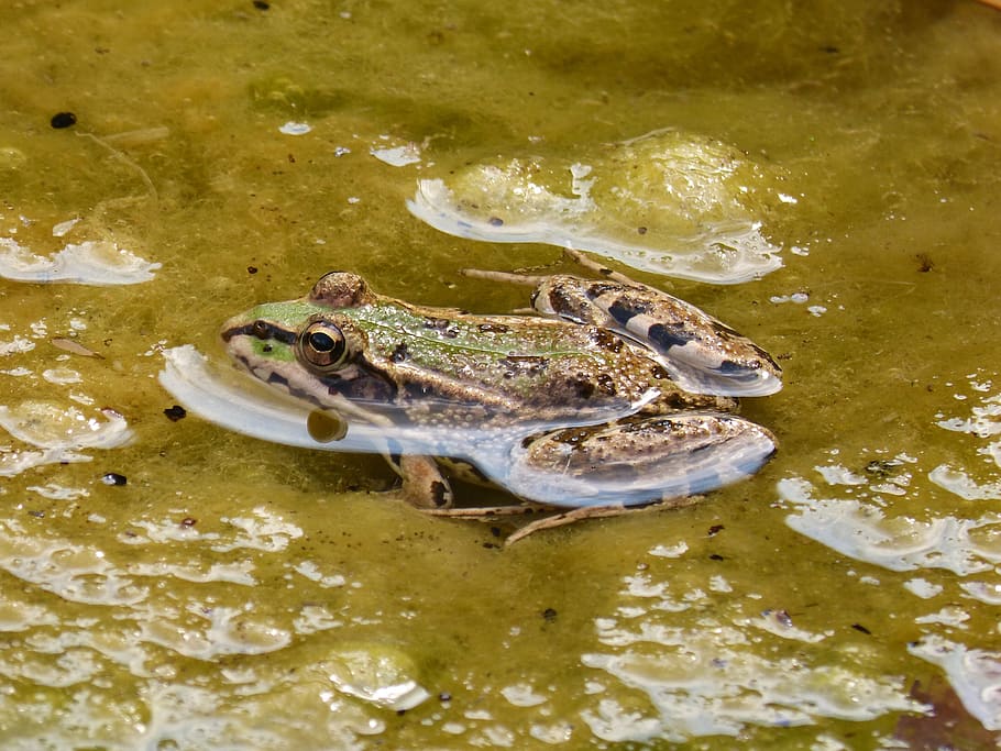 frog, green frog, pond, algae, batrachian, float, animal, water HD wallpaper