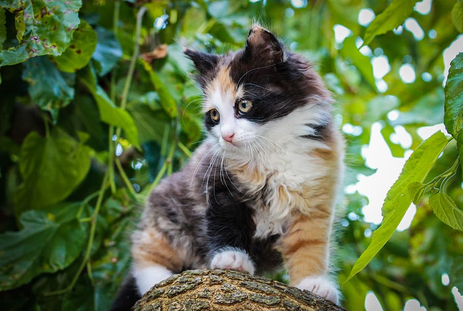 cat, kitten, kitty, cute, pet, feline, player, hairy, domestic cat HD wallpaper