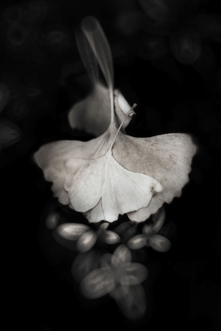 ginkgo biloba, close-up, flower, plant, freshness, petal, growth HD wallpaper