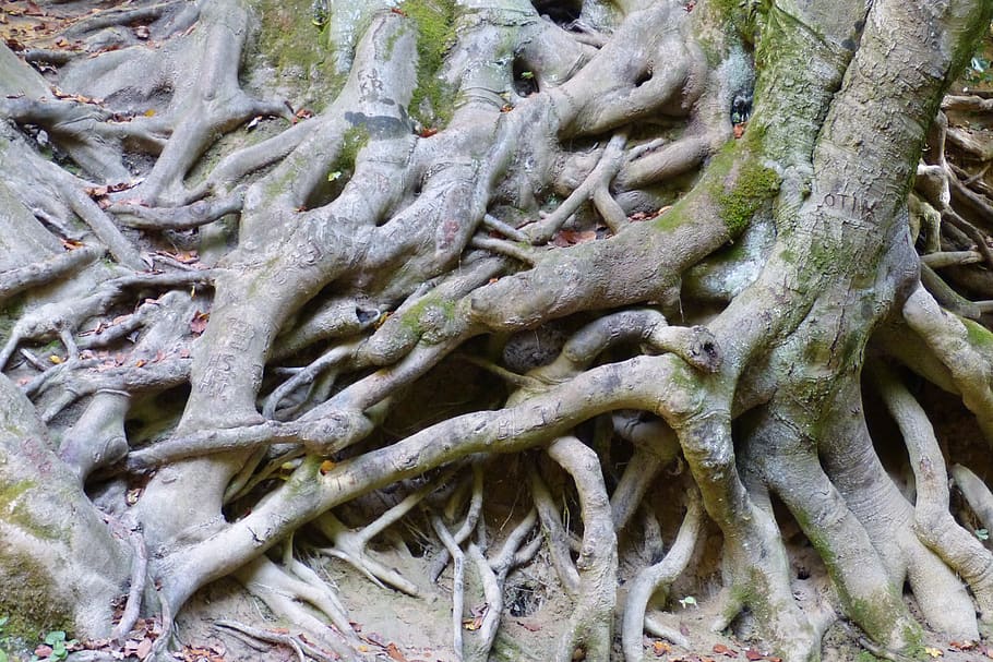 root, roots, tree forest, nature, green, gray, trees, mood HD wallpaper