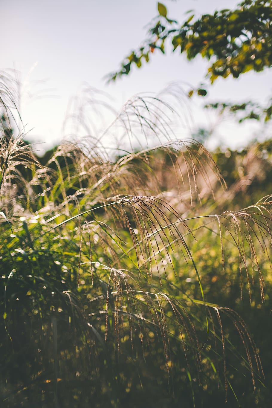south korea, 서울숲, plant, growth, focus on foreground, HD wallpaper