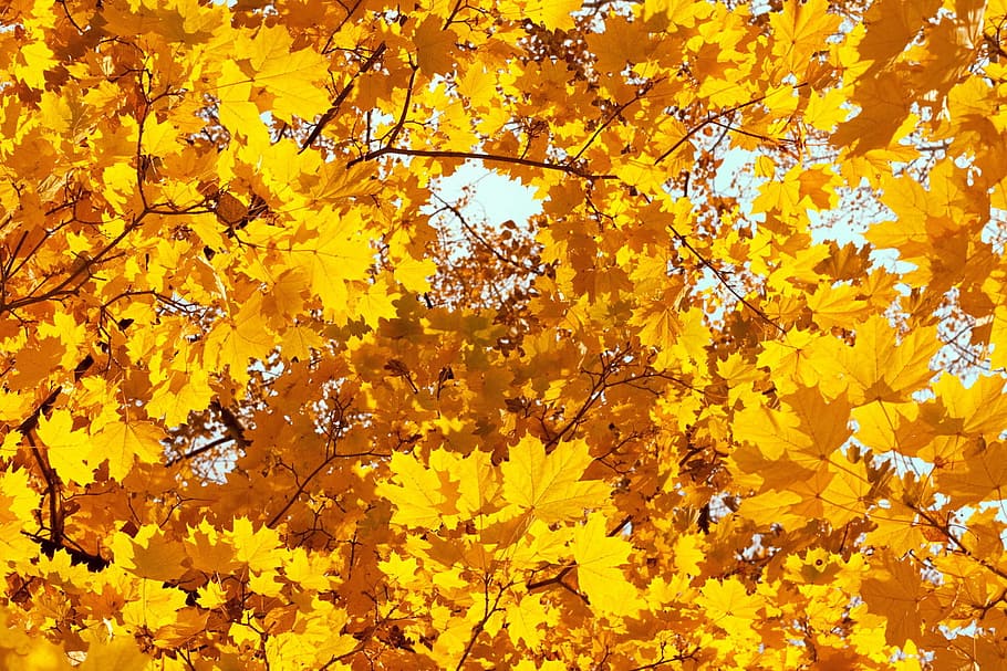 autumn, background, beautiful, bright, color, land, leaf, maple HD wallpaper
