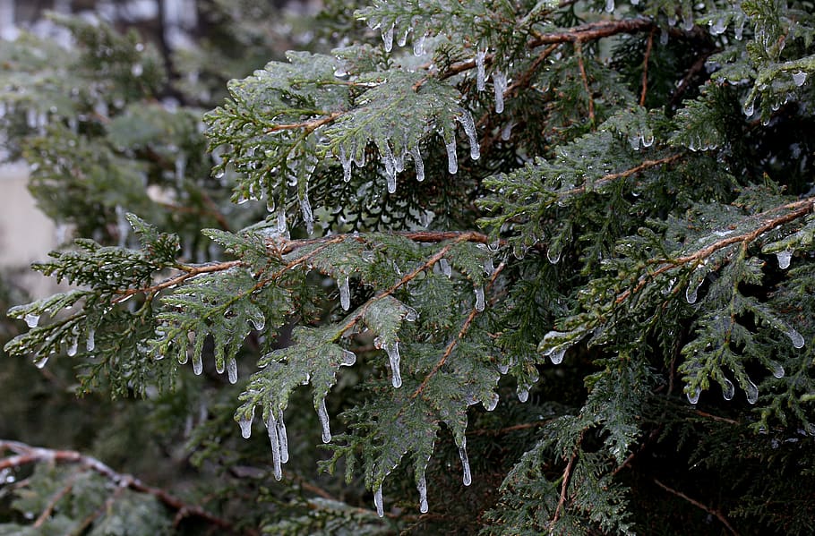 casey, frozen, ice, winter, tree, plant, growth, green color HD wallpaper